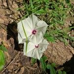 Ipomoea pandurata Flors