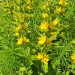 Lysimachia punctata Habit