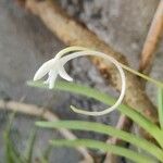 Jumellea comorensis Flower