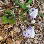 Craterostigma hirsutum Flor