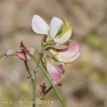 Coronilla viminalis Drugo