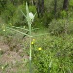 Trifolium angustifolium Blatt