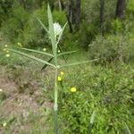 Trifolium angustifolium 葉