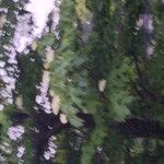 Oxydendrum arboreum Cvet