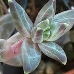 Pachyphytum compactum Folha