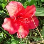 Hibiscus rosa-sinensis Cvet