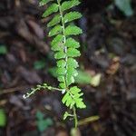 Asplenium barteri Hoja