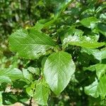 Prunus brigantina Lehti