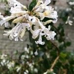 Osmanthus delavayi 花