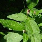 Persicaria maculosa पत्ता