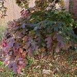 Hydrangea quercifolia Habitat