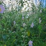 Kosteletzkya pentacarpos Fula