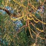Prosopis cineraria Fiore