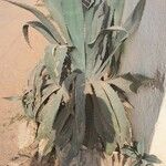 Agave shaferi Blad