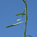 Sesamoides purpurascens 葉
