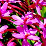 Epidendrum secundum ᱵᱟᱦᱟ