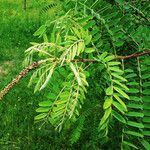 Amorpha fruticosa Кветка