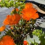 Lampranthus aureus Flor