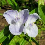 Tradescantia ohiensis Kwiat