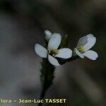 Arabis auriculata Квітка