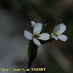 Arabis auriculata 花