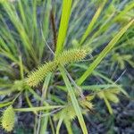 Carex hystericina Blad