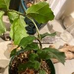 Quercus agrifolia Hoja