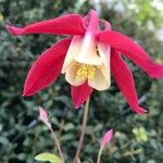 Aquilegia canadensis Flor