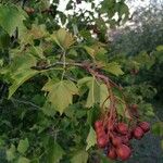 Sorbus torminalis Плод