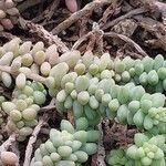 Sedum burrito Feuille