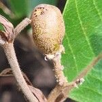 Parinari capensis Fruit