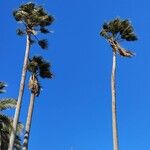 Washingtonia filiferaHabit