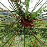 Pinus nigra Blomma