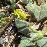 Medicago littoralis Fruit