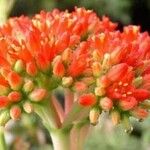 Crassula perfoliata Flor