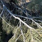 Pinus monophylla Schors