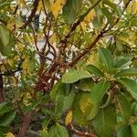 Arbutus andrachne Leaf