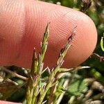 Glyceria declinata Blüte