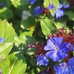 Ceratostigma plumbaginoidesFiore