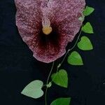 Aristolochia gigantea Leaf