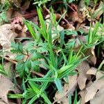 Moehringia ciliata Leaf