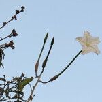 Ipomoea stenosiphon 其他