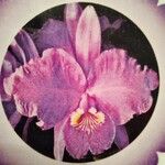 Cattleya lueddemanniana പുഷ്പം