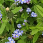 Myosotis sylvatica फूल