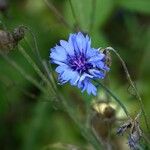 Centaurea cyanus 花