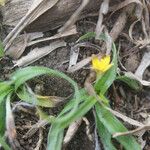 Hypoxis angustifolia Hábitos