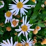 Aster ageratoides Flors