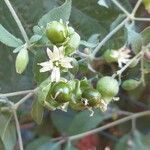 Silene baccifera Flor