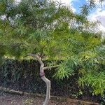 Thevetia neriifolia Hoja