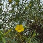 Cascabela thevetioides Floare